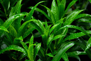 Dew droplets on green grass leaves