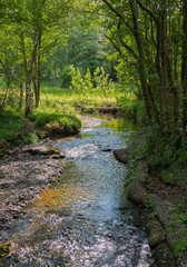 Obraz premium Small stream in typical British woodland