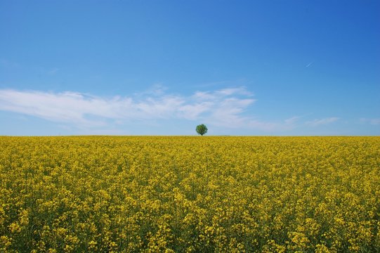 kanola