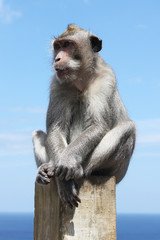 Naklejka premium Affen monkey in Bali indonesien