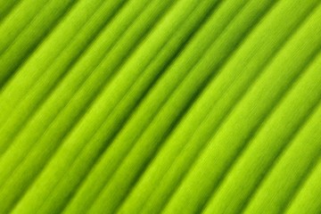 banana leaf texture -closeup
