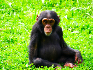 Chimpanzé