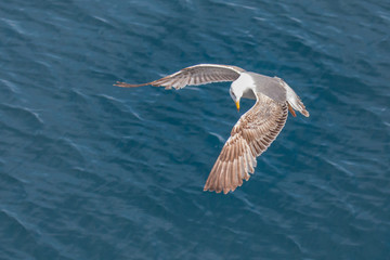 Fototapeta na wymiar Yellow-legged gull - Larus michahellis