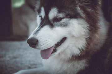 Husky dog closeup portrait