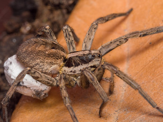 Spider Hogna radiata with her egg sack