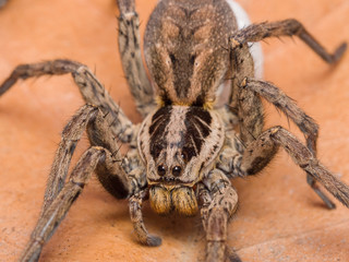 Spider Hogna radiata with her egg sack