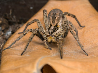 Spider Hogna radiata with her egg sack