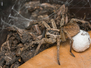 Spider Hogna radiata with her egg sack
