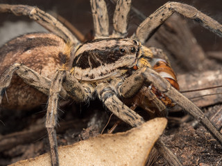 Spider feeding on a house cricket