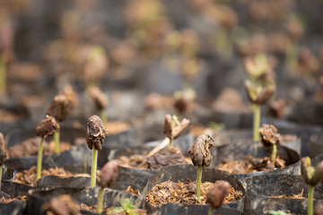 Young Cocoa tree Growing on the farm