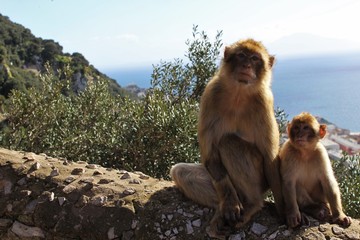 Obraz premium Macaque Monkeys (monkey family in Gibraltar), Spain