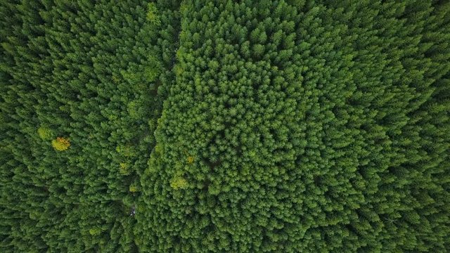 Aerial view: Green forest background. Beautiful nature scene. Flying above mountain pine forest. Concept: nature, reservation, clean air, ecology 