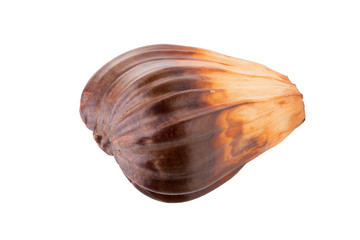 nypa palm fruit in Thailand, close up of nypa seed isolated on white background