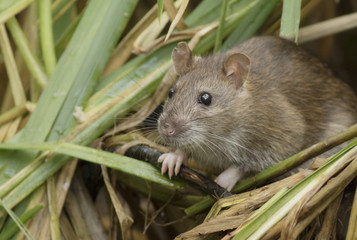 Brown rat