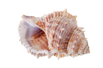Obraz na płótnie Canvas Sea shells arranged isolating on a white background.