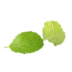 Fototapeta premium Fresh raw mint leaves isolated on white background