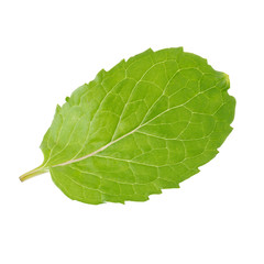 Fototapeta na wymiar Fresh raw mint leaves isolated on white background