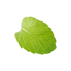 Obraz premium Fresh raw mint leaves isolated on white background