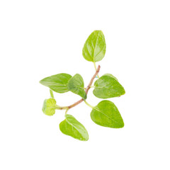 Fresh Oregano herb on a white background