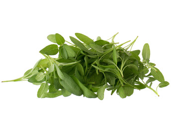 Sage plant isolated on a white background