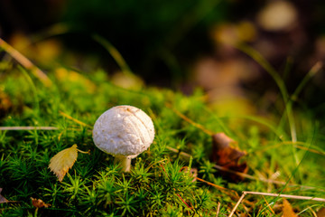 Mushroom in moss detail