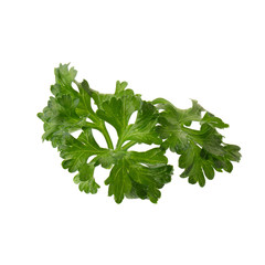 parsley fresh herb isolated on a white background