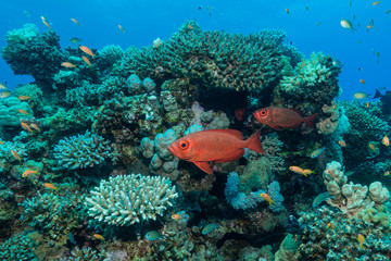 Großaugenbarsche am Korallenriff