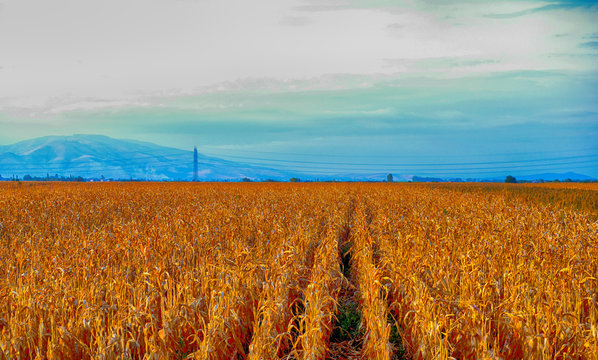 field after harvest,hdr image