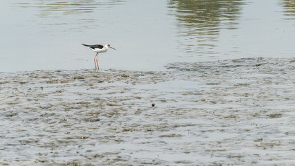 Birds are feeding on the mangrove forest in the nature in Yuen Long, New Territories, Hong Kong, China