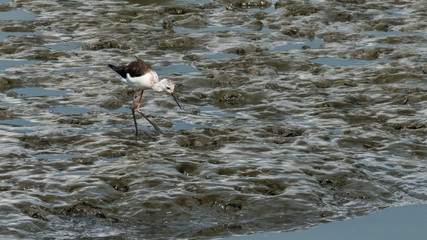 Birds are feeding on the mangrove forest in the nature in Yuen Long, New Territories, Hong Kong, China