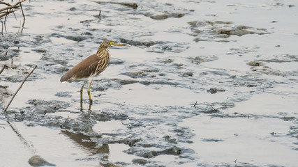 Birds are feeding on the mangrove forest in the nature in Yuen Long, New Territories, Hong Kong, China