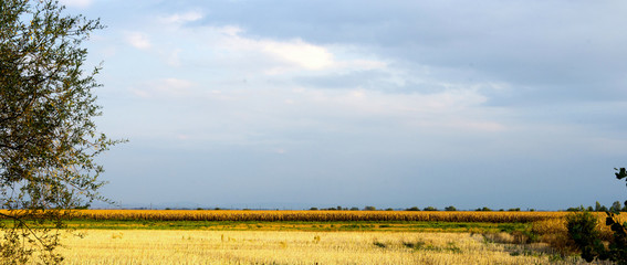 corn field after harvest, © bellakadife