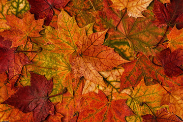 Beautiful multi-colored autumn leaves.