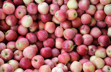 background of red apples
