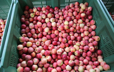 red APPLES inside the container for sale in the fruit market