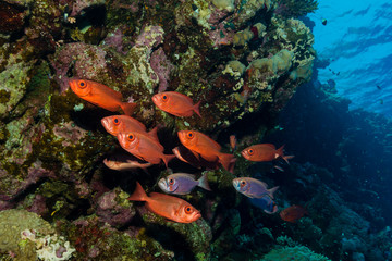 Fototapeta na wymiar Gruppe von Großaugenbarschen am Riff