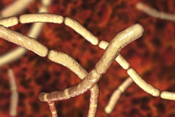 Bacillus subtilis, gram-positive bacteria, non-pathogenic for humans, used as fungicides on plants and in biotechnology for antibiotic production. 3D illustration