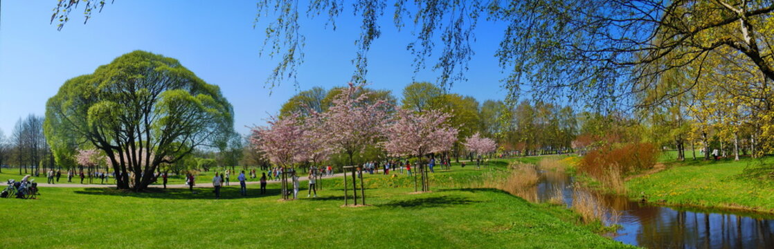 Panoramic view of park with small river and flowering sakura
