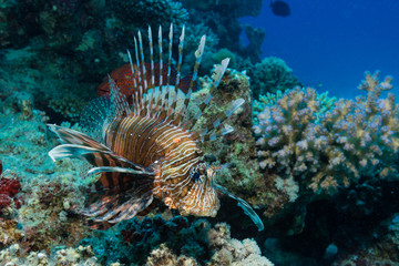Rotfeuerfisch am Korallenriff