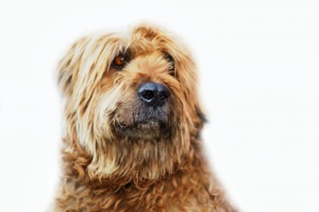 Portrait of fawn briard.