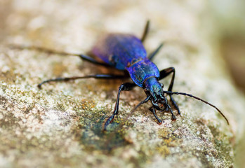 Metallic blue stag beetle on stone, closeup.
