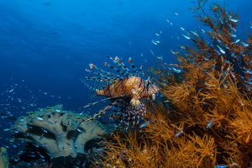 Fototapeta na wymiar Rotfeuerfisch und schwarze Koralle