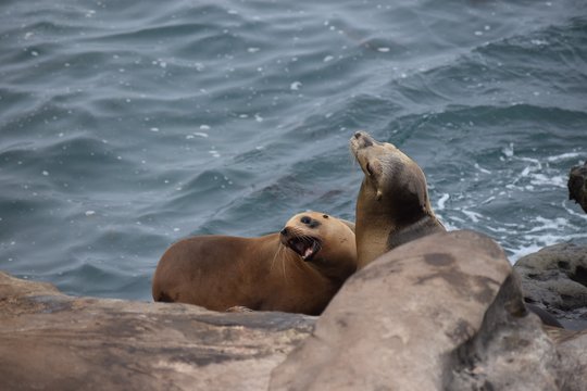 San Diego Seals