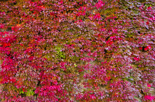 Background with red ivy wall, autumnal time, Europe