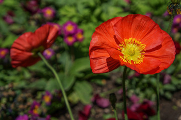 Beautiful Red Flowers