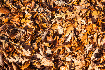Autumn Leaves