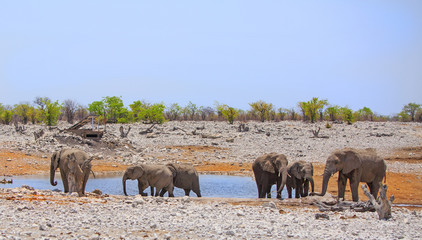 Fototapeta na wymiar vibrant waterhole with a herd of elephants and a blue cloudless sky, eTOSHA