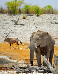 elephant on the african plains with an oryx in the background, Namibia