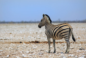 Fototapeta na wymiar Isolated Burchell Zebra standing on the open Etosha Pan in Namibia with a clear blue sky