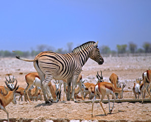 Fototapeta na wymiar Zebra standing amongst a large herd of Impala in Etosha, Namibia